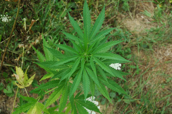 Marijuana a Piandisco'