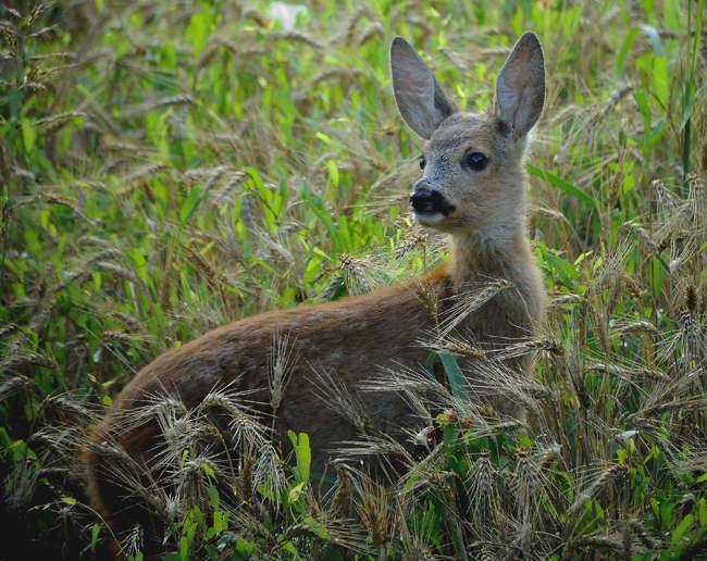 Cucciolo di capriolo (Riccardo Camusso) - Digiscoping (Campione Italiano)