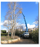 Inizierà tra pochi giorni un intervento di potatura su alcune alberate stradali nel centro urbano, dove una ditta esterna provvederà al controllo e alla messa in sicurezza delle piante secondo un piano di programmazione annuale. Le alberature interessate sono soprattutto piante di pino, che per la loro natura e la loro età media causano le maggiori preoccupazioni e richiedono particolare attenzione. Le alberate su cui si lavorerà saranno quelle di piazza Martiri Cavicchi, via Galilei (lato destro) e via Morandi presso la scuola primaria Del Puglia. Il costo complessivo dell’intervento ammonterà a circa 15mila euro, che si aggiungono ai 4mila euro di interventi effettuati nel mese di aprile e a quelli realizzati durante l’autunno e l’inverno da parte degli operai comunali. Da ricordare anche il recente intervento su via Amendola con una spesa di oltre 35mila euro. “Si tratta di investimenti notevoli sulle alberate del Comune, necessari però per garantirne la massima sicurezza e stabilità – ha sottolineato l’assessore all’Ambiente, Gino Calvani -. In effetti la lunga e difficile stagione autunno-invernale ha messo in evidenza la problematica rappresentata dalla presenza di alberature nel centro urbano, in quanto le continue piogge, le nevicate ed i forti episodi di vento hanno causato numerose rotture di rami ma anche crolli di piante, fortunatamente senza conseguenze per le persone ma con danni a cose e beni, per la maggior parte di proprietà privata; sono state poche, invece, le situazioni che hanno coinvolto piante di proprietà comunale, questo grazie al continuo lavoro di controllo e manutenzione che viene svolto dall’Amministrazione Comunale. Ritengo che questo periodo così difficile – ha concluso l’assessore Calvani - abbia evidenziato come la progressiva sostituzione delle alberature e la loro continua manutenzione siano indispensabili per garantire la sicurezza della cittadinanza”. Il Comune dunque cerca di fare la sua parte: come sempre è necessario invitare alla pazienza durante la presenza dei cantieri di lavoro ma anche segnalare la necessità che i cittadini intervengano sulle piante di proprietà privata. La presenza di tante alberature che incombono, prive di manutenzione specialmente sulle strade comunali esterne, può causare problemi alla sicurezza della viabilità pubblica. Considerato che la responsabilità in merito rimane dei proprietari, è necessario prestare la massima attenzione ed effettuare gli interventi di manutenzione indispensabili a garantire la sicurezza di tutti. 